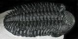 Top Quality Spiny Drotops Armatus Trilobite - #22122-1